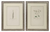 (2) AFTER PIERRE TURPIN BOTANI