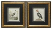 (2) BERTUCH ORNITHOLOGY HAND-C