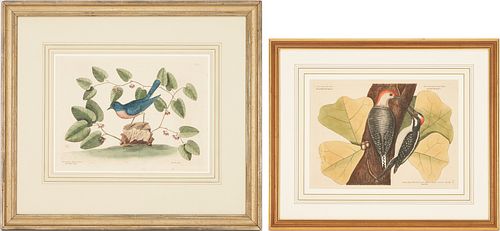 2 CATESBY BIRD PRINTS, INCL. RED