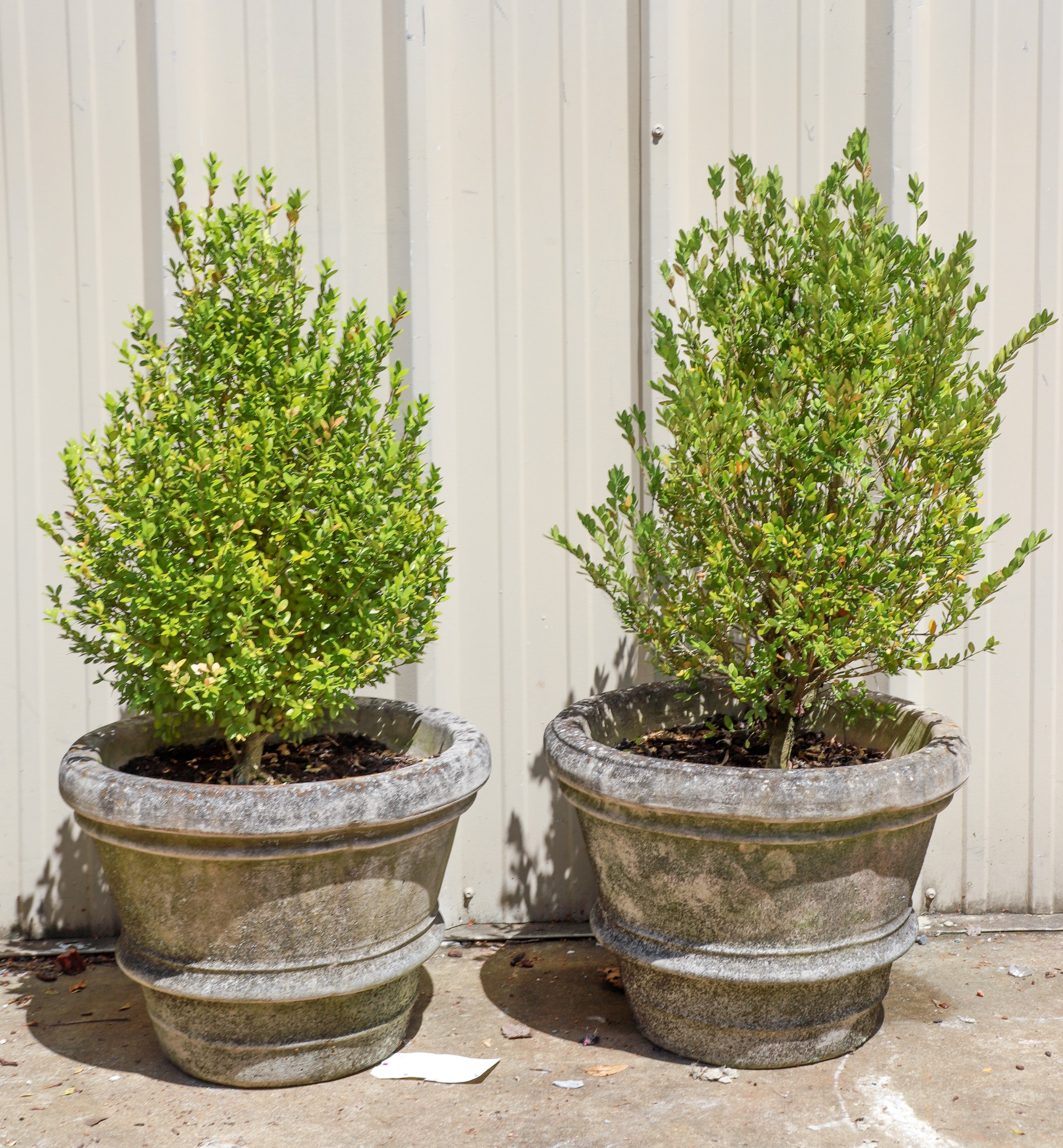 (2) Cement planters w/ small