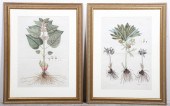 (2) Circa 1800 botanical engra
