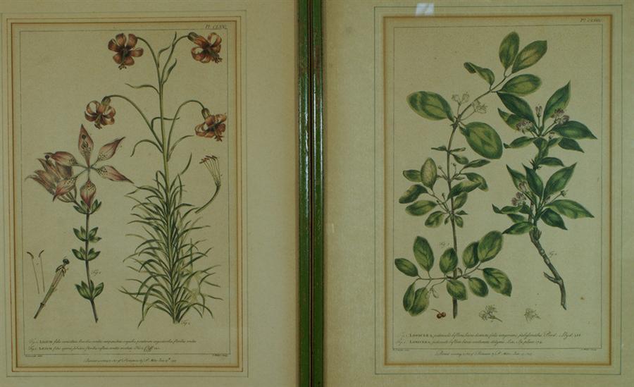 (2) colored flora engravings,
