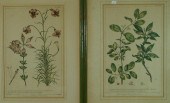 (2) colored flora engravings,