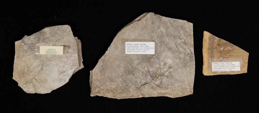 2 FOSSIL BIRD TRACKS2 Fossilized