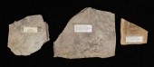 2 FOSSIL BIRD TRACKS2 Fossiliz