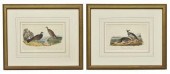 (2) FRAMED AUDUBON BIRDS OF AM