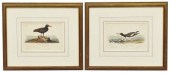 (2) FRAMED AUDUBON BIRDS OF AM