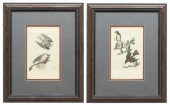 (2) FRAMED AUDUBON BIRDS OF AM