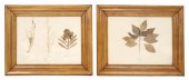(2) FRAMED DRIED BOTANICAL SPE