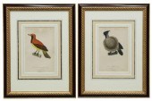 (2) FRAMED FRENCH BIRDS OF PAR