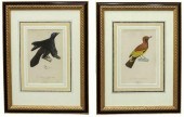 (2) FRAMED FRENCH BIRDS OF PAR