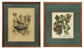 (2) FRAMED ORNITHOLOGY PRINTS
