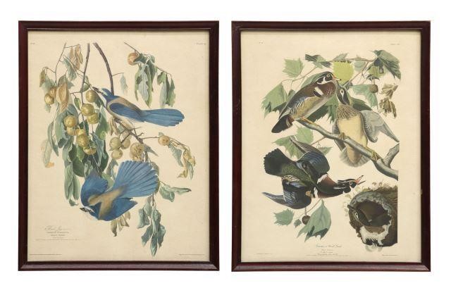 (2) FRAMED ORNITHOLOGY PRINTS AFTER