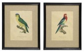 (2) FRAMED PARROT PARAKEET PRI