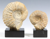 (2) GEOLOGICAL AMMONITE FOSSIL