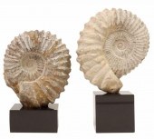 (2) GEOLOGICAL AMMONITE SPECIM