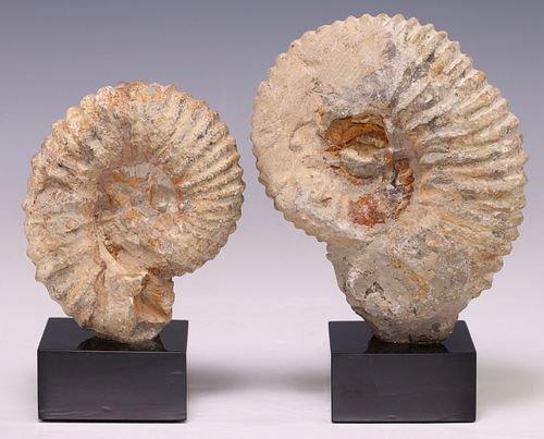 (2) GEOLOGICAL MOROCCAN AMMONITE