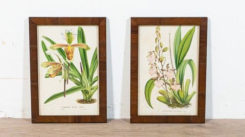 2 HORTO VAN HOUTTEANO BOTANICAL