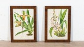 2 HORTO VAN HOUTTEANO BOTANICA