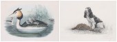(2) John Gould & Leon Danchin
