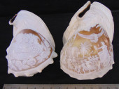 2 LARGE CAMEO CUT SEASHELLS, L