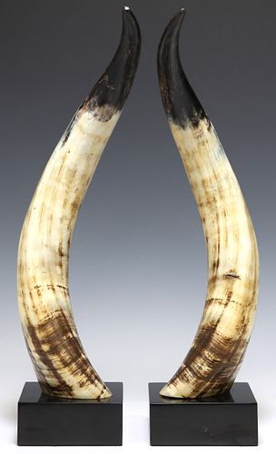 (2) LARGE STEER HORN TROPHY