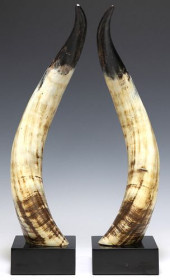 (2) LARGE STEER HORN TROPHY MO