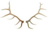 (2) LARGE UNMOUNTED ELK TROPHY
