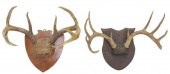 (2) MULE DEER ANTLER RACKS ON