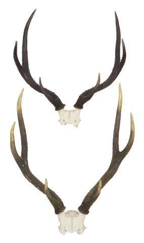 (2) MULE DEER ANTLER TROPHY
