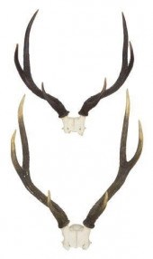 (2) MULE DEER ANTLER TROPHY MO