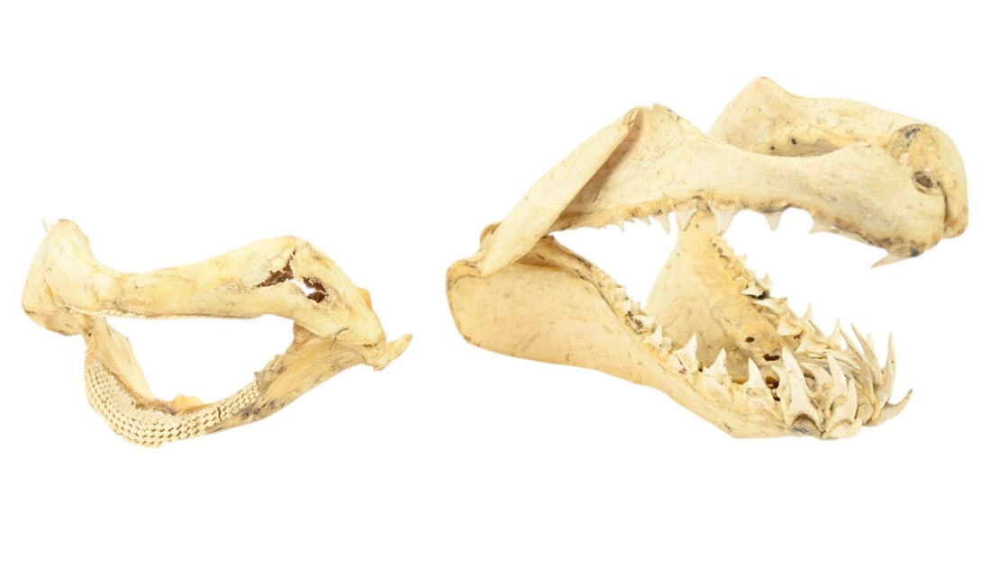 2 NATURAL SHARK JAWS2 Natural Shark