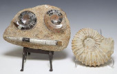 (2) NAUTILUS, AMMONITE &AMP; O