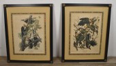 2 ORNITHOLOGICAL PRINTS AFTER