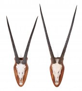 (2) Oryx Gemsbok Skull Mounts
