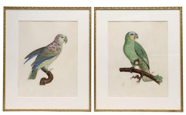 (2) PARROT WATERCOLORS AFTER