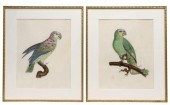 (2) PARROT WATERCOLORS AFTER J