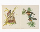 2 PCS, ATHOS MENABONI ORNITHOL