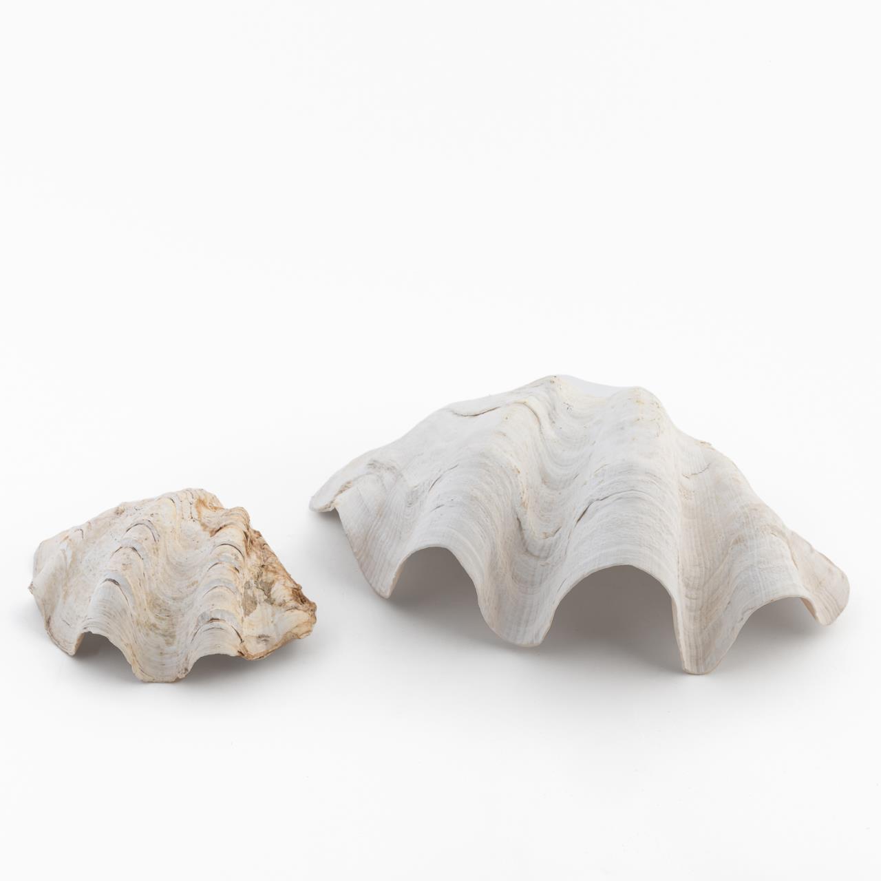 2 PCS CLAM SHELL SPECIMEN