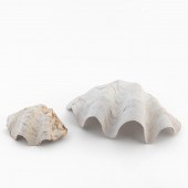 2 PCS CLAM SHELL SPECIMEN DECO