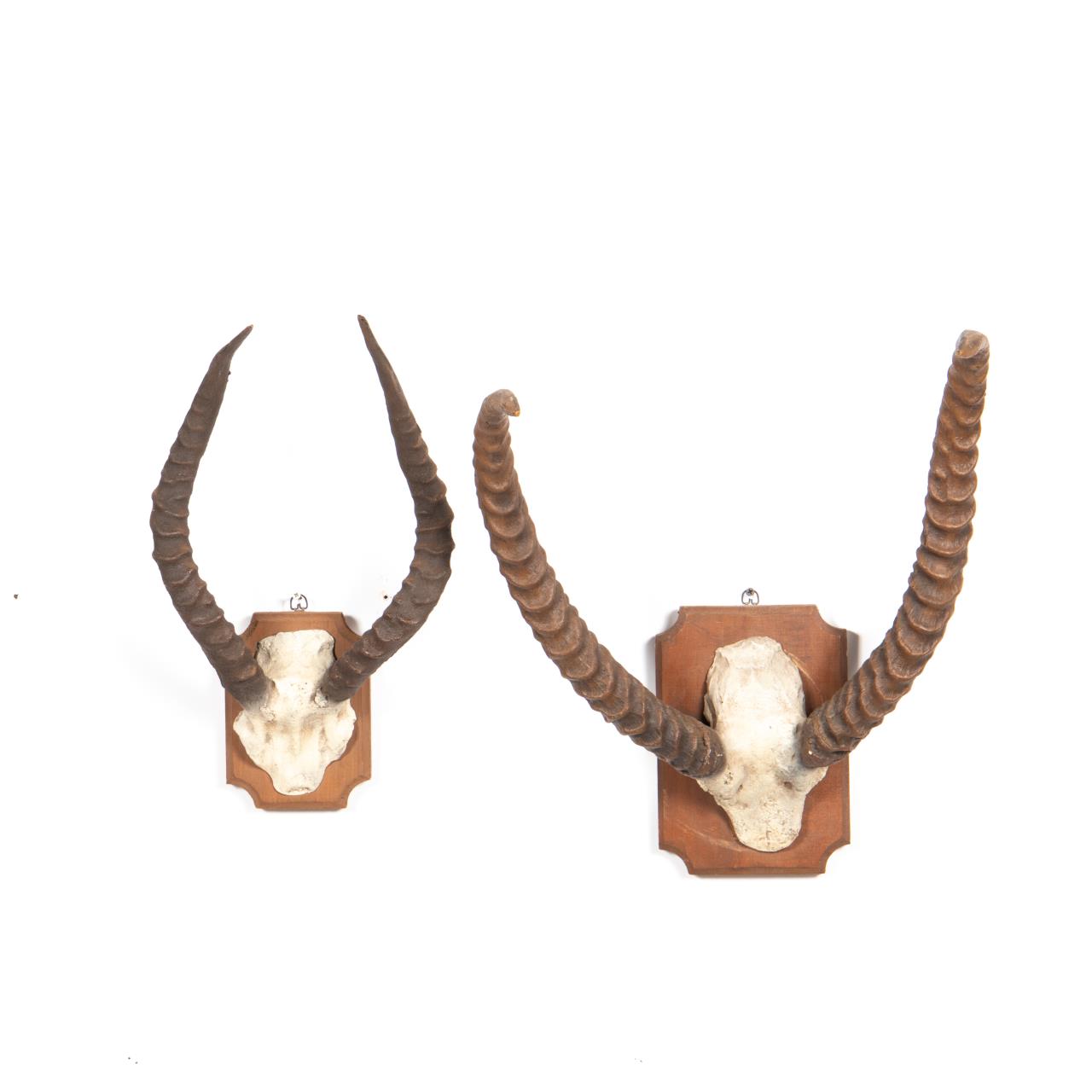 2 PCS, FAUX AFRICAN ANIMAL HORN