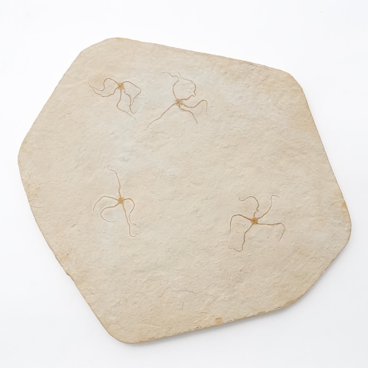2 PCS, POLISHED FOSSILIZED