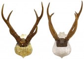 (2) PHILIPPINE SAMBAR ANTLER T