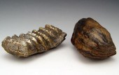 2 PIECE FOSSIL MASTODON & MAMM
