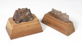 2 PIECE FOSSIL MASTODON TOOTH