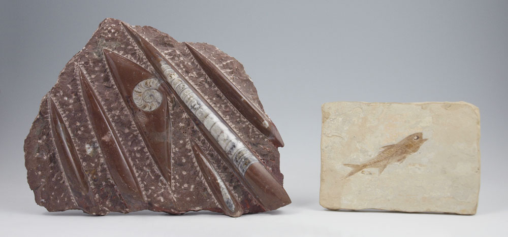 2 PIECE ORTHOCERAS & FISH FOSSIL: