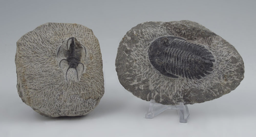 2 PIECE TRILOBITE FOSSILS: To