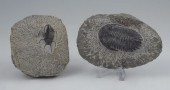 2 PIECE TRILOBITE FOSSILS: To