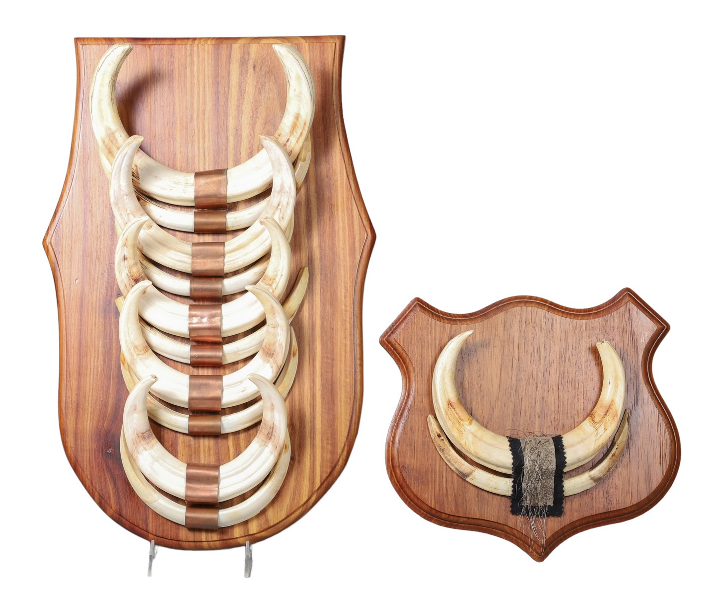 (2) Plaque mounted tusk groups to