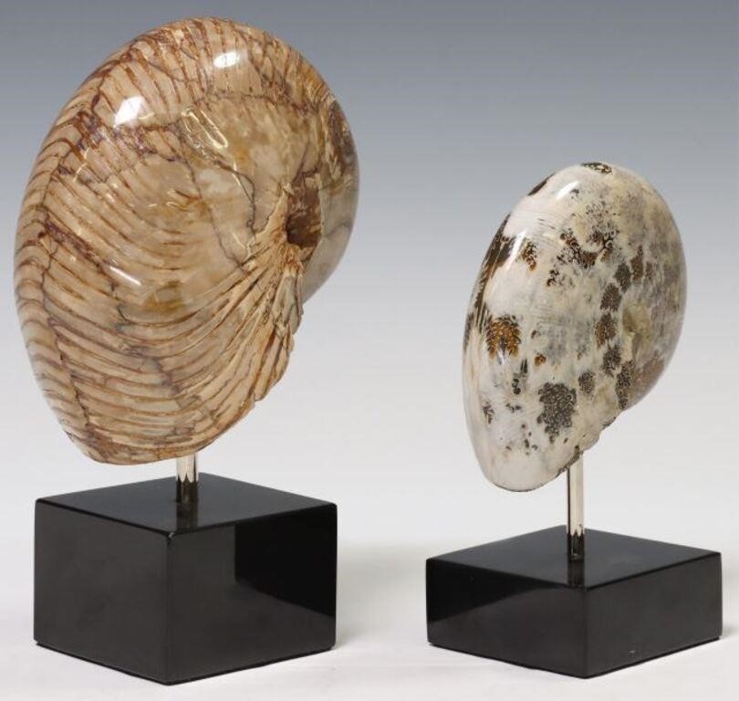 (2) POLISHED AMMONITE SPECIMENS
